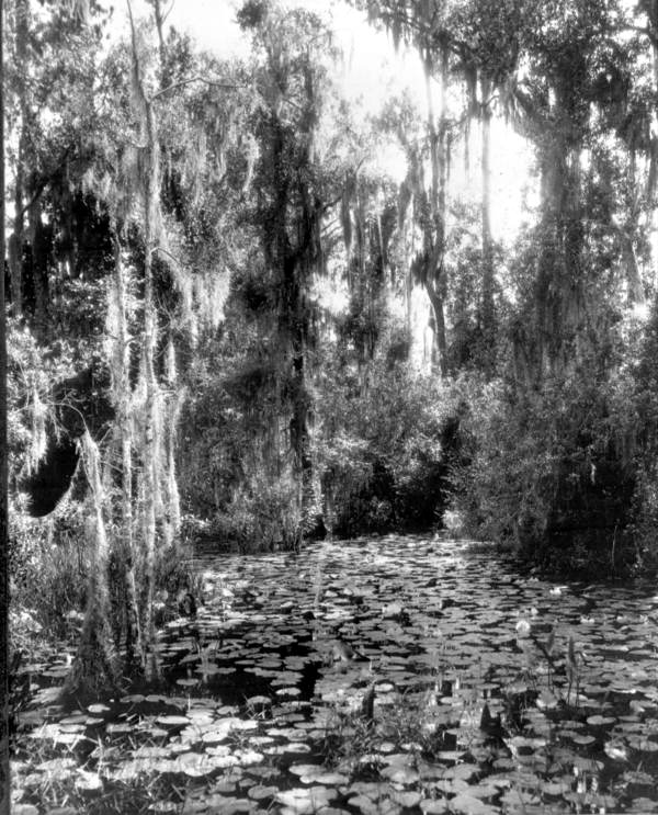Scenic view of a swamp in south Florida