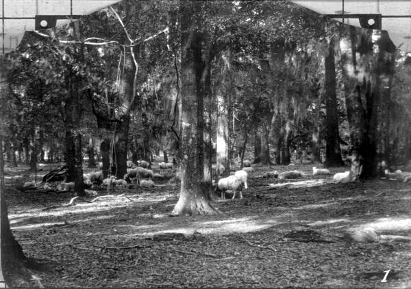 Sheep raised in Wakulla County