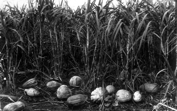 Field of pumpkins and sugarcane - Hillsborough County, Florida