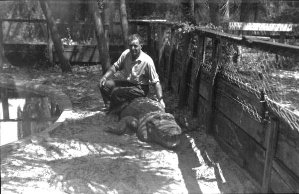 Unidentified man sitting on alligator at farm - Boynton Beach, Florida.