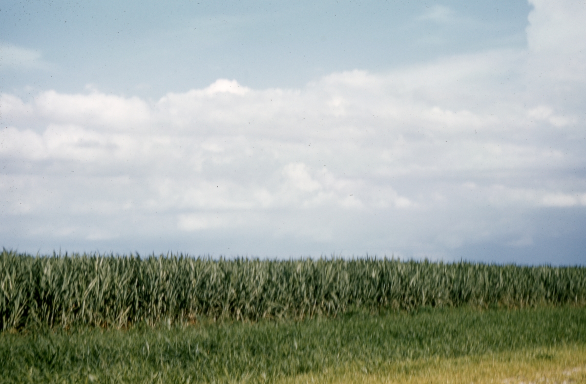 Sugar cane field - Pahokee, Florida .