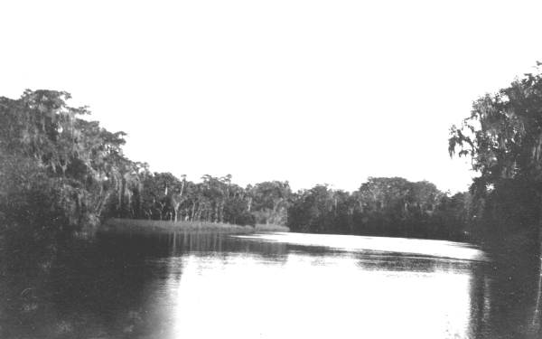 Withlacoochee River near the mouth