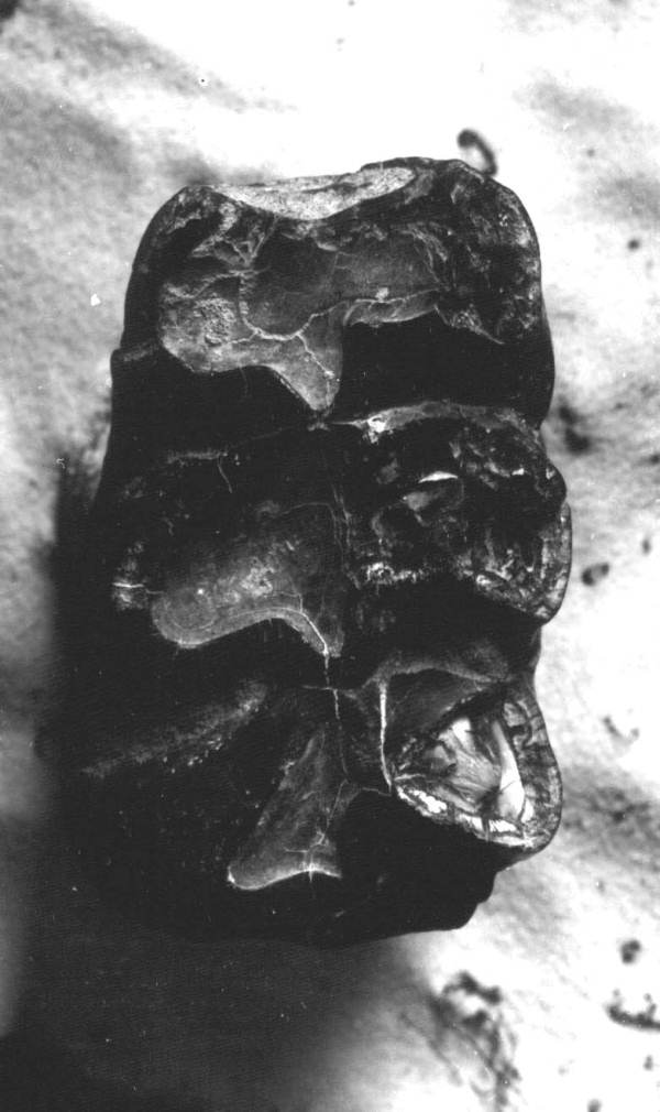 Mastodon tooth from T.A. Thompson's mine at Neals, Florida