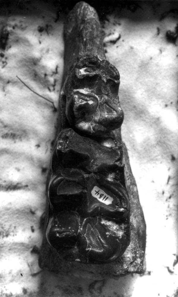 Part of a mastodon's jaw with two teeth in place