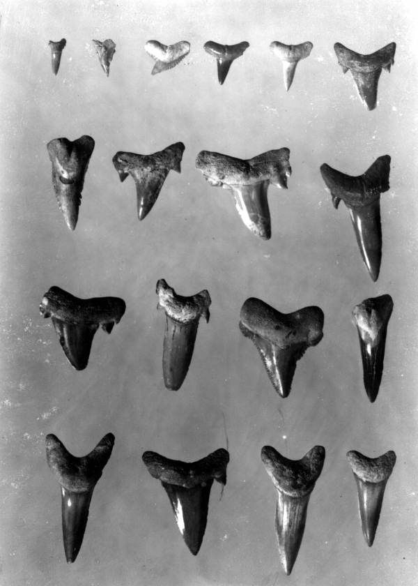 Shark teeth from hard rock phosphate deposits
