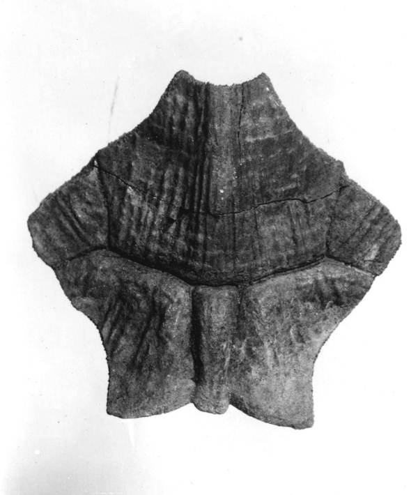 Nuchal plate of turtle from Caloosahatchee River - Florida