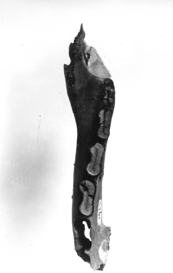 Chlamytherium jaw, top view - from Vero, Florida