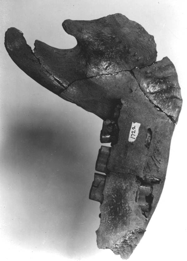 Chlamytherium jaw, interior view - from Vero, Florida