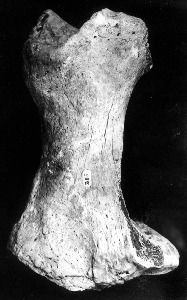 Tibia of Mylodon, or sloth