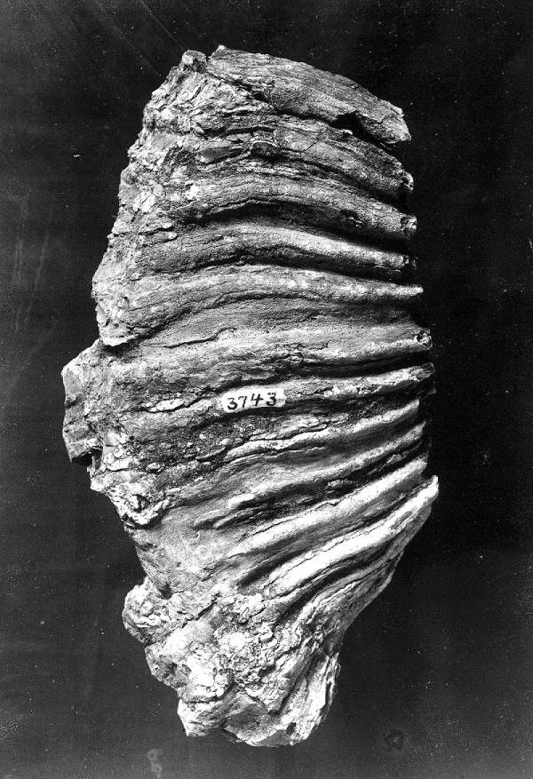 Elephas tooth from Withlacoochee River