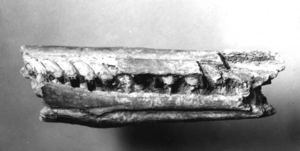 Part of the skull of a small cetacean from land pebble phosphate deposit
