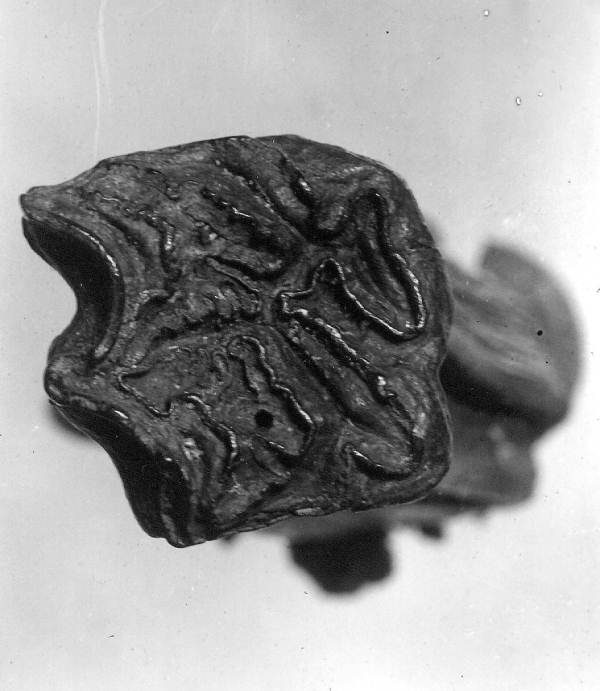 Equus tooth