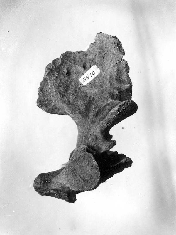 Axis of Megalonyx jeffersoni