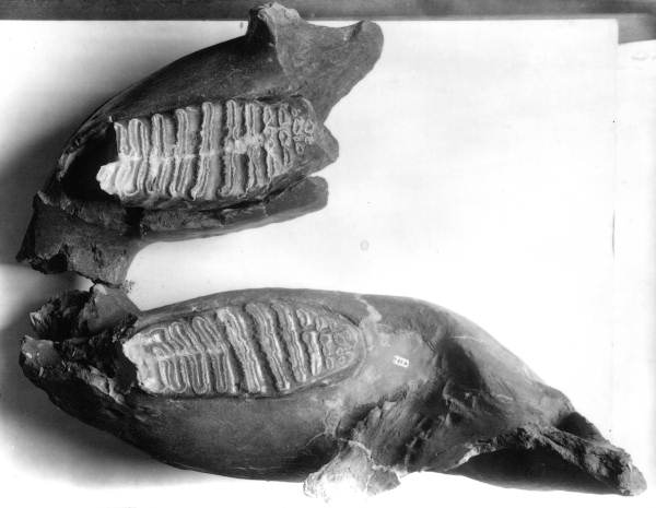 Elephas columbi lower jaws from Vero