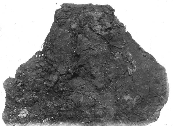 Plant remains from bed No. 3 from Vero