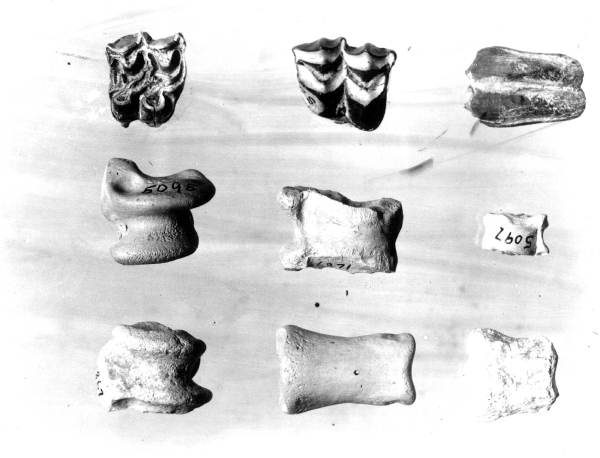 Fossils from the Alum Bluff Group