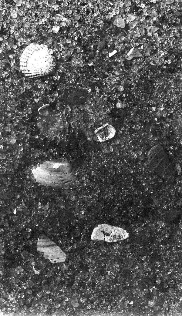 Sand and shells located above the radius found at Vero