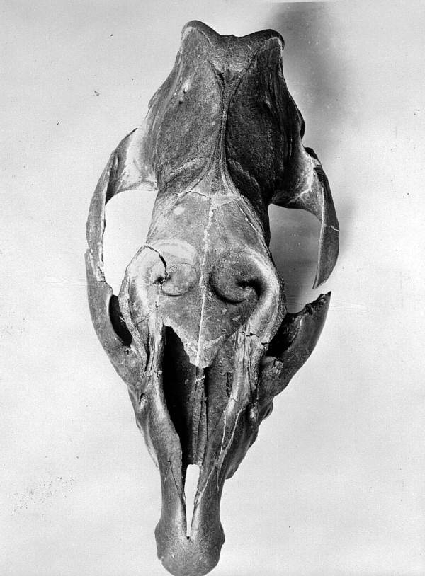 Top view of skull of Tapirus veroensis