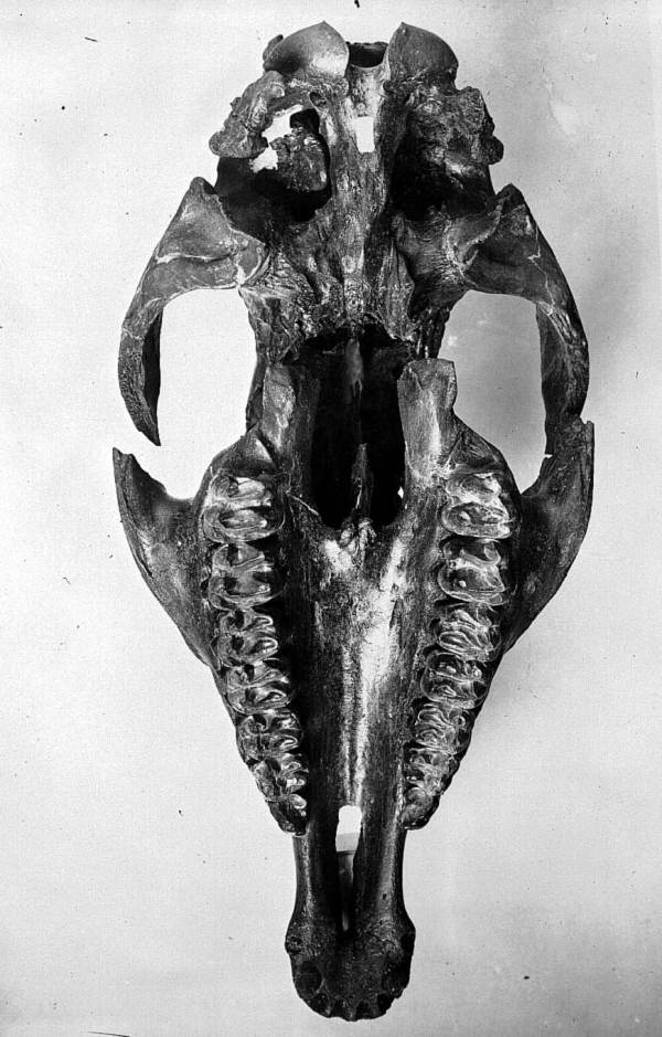 Underside view of skull of Tapirus veroensis