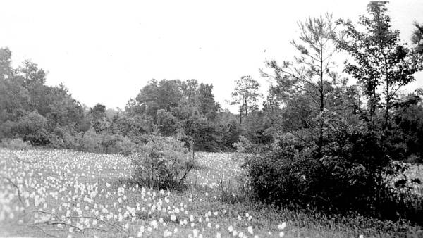 Hyacinths blooming in an abandoned clay pit on Highway 17 - Palatka