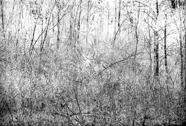 Mound about five miles northwest of Tallahassee on Lake Jackson