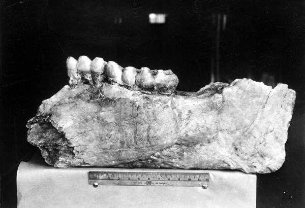 Internal view of lower right jaw of a Pliomastodon sellardsi