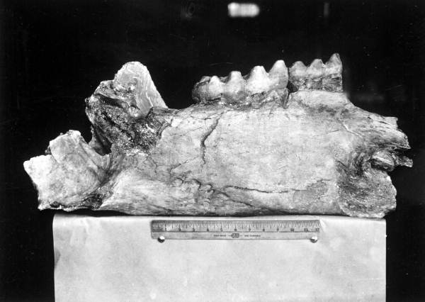 Lower left jaw of a Pliomastodon sellardsi
