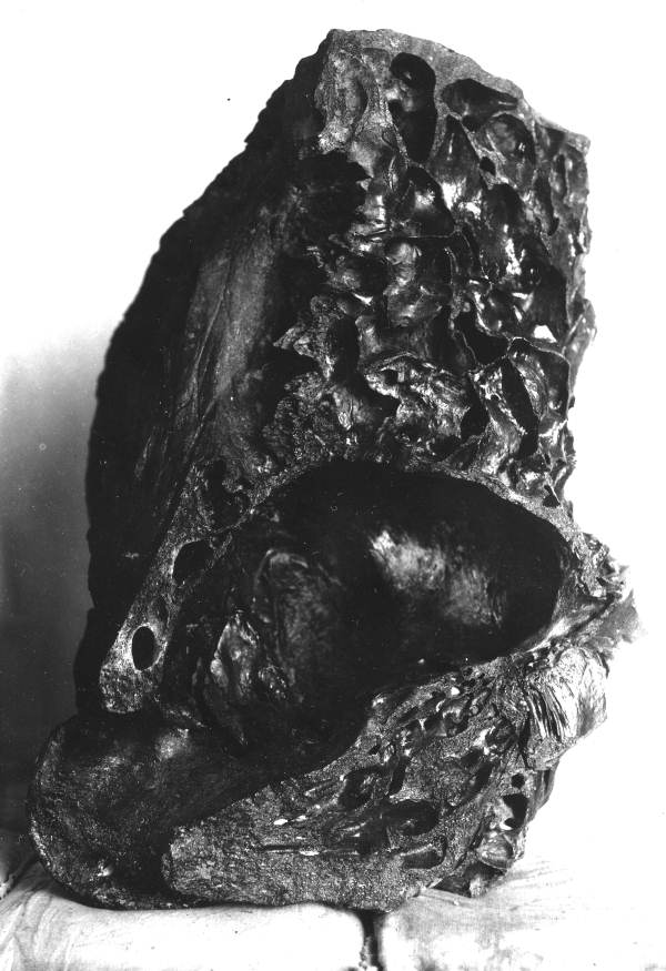 Sectional view of head showing brain cavity of the mastodon found at Wakulla Springs