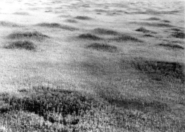 Aerial view of cypress domes and scrub cypress in the Big Cypress Swamp