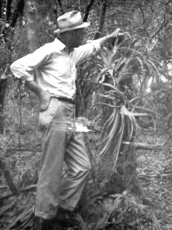 Large air-plant in a south Florida hammock