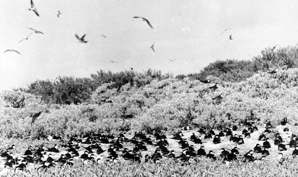 Sooty terns nesting on Bush Key in the Tortugas (1939).