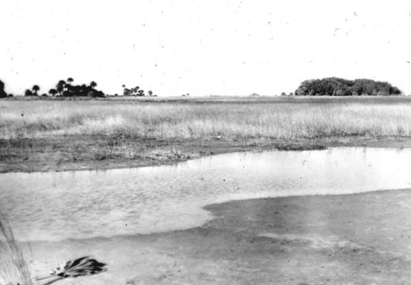 Prairie and hammock in Okaloacoochee Slough - Collier County