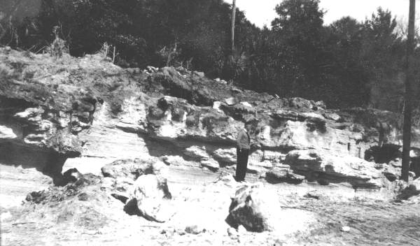 Indurated, cross-bedded coquina in abandoned ridge - near Flagler Beach, Florida