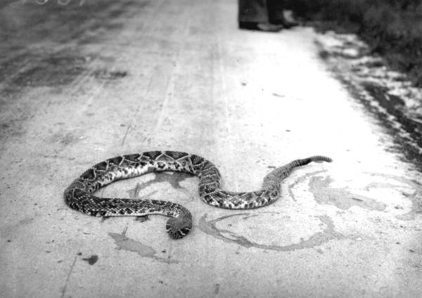 Rattlesnake killed by car - Ramrod Key, not far from Key West