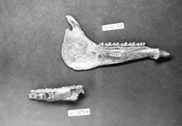 Mandible and maxilla of Archaeohippus