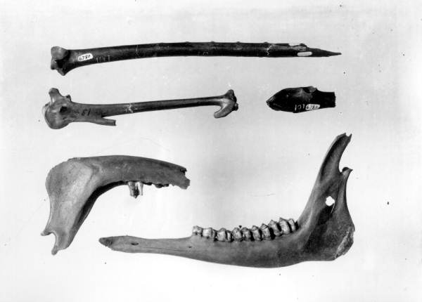 Fossils found at Vero