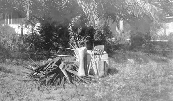Mastodon bones found north of Del Mar Hotel - Vero Beach, Florida