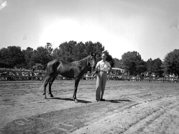 Man showing horse at fairgrounds