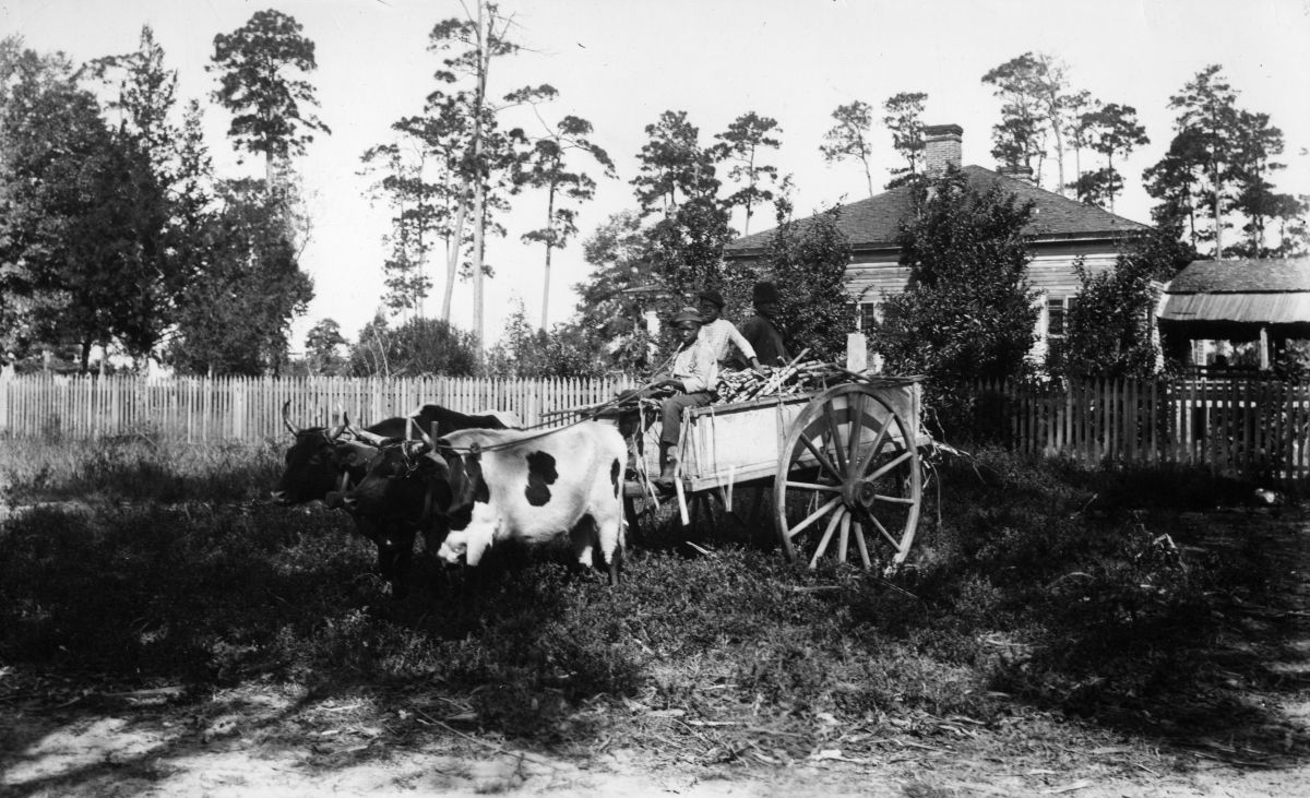 Three boys hauling sugarcane to the mill.