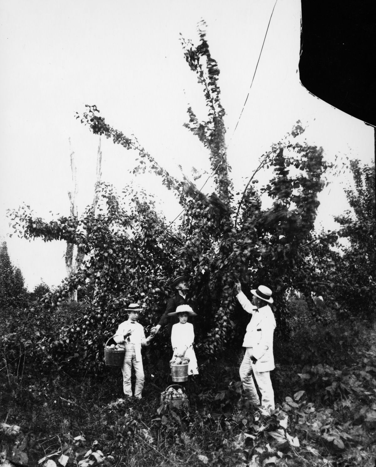 Men and children picking pears.