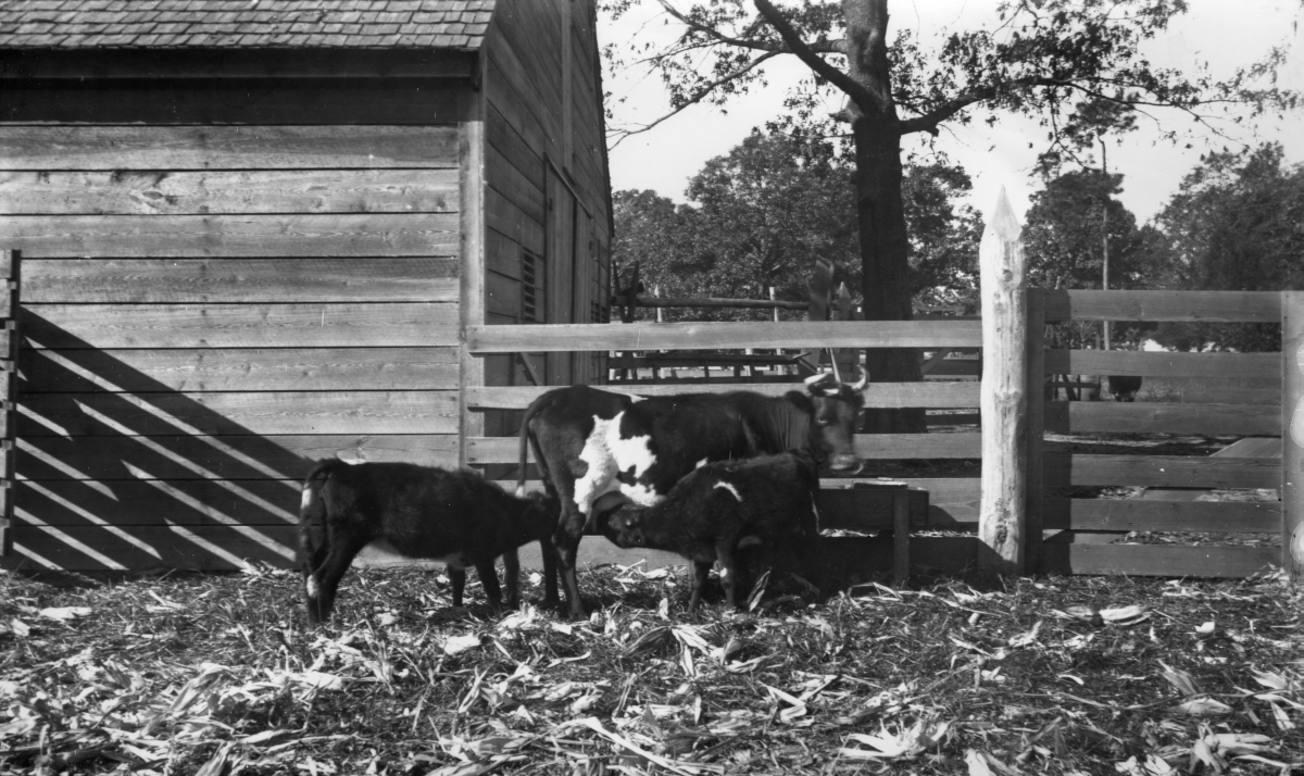 Two calves having a snack