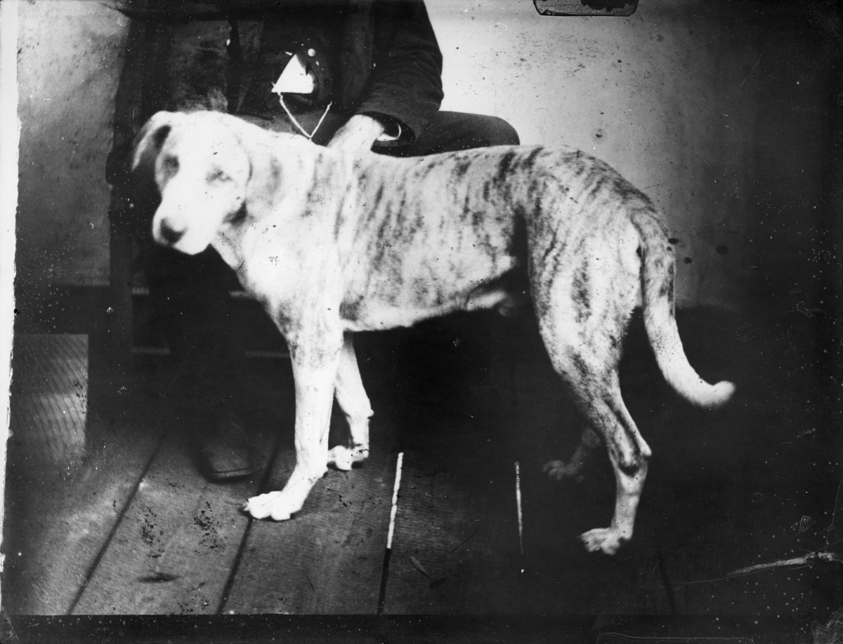Dog next to a man in chair