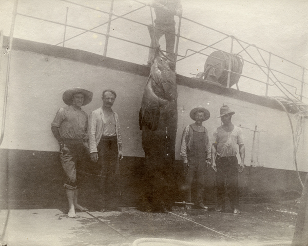 Fishermen with 560 pound goliath grouper in Key West, Florida.