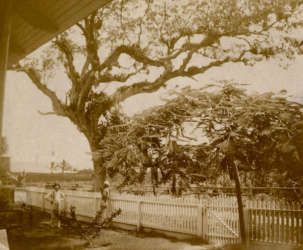 Live oak and Royal poinciana one year old.