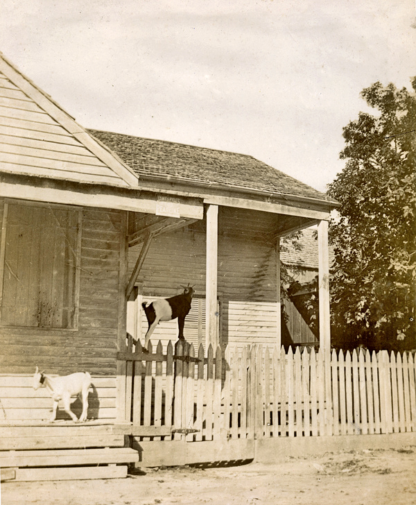 Key West goats.