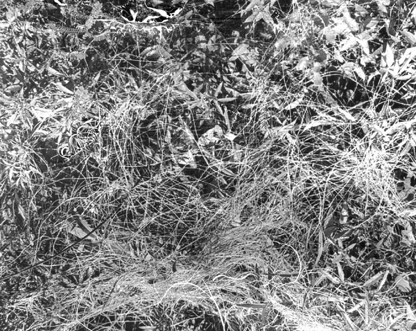 Dodder