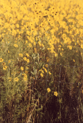 Close-up view of small sunflowers growing in an Okeechobee marsh.