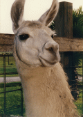 Close-up view of llama at a petting zoo in Okeechobee.