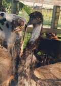 Close-up view of emus at a petting zoo in Okeechobee.