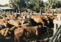 Close-up view of cattle on an Okeechoobee ranch.